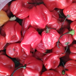 Piment
