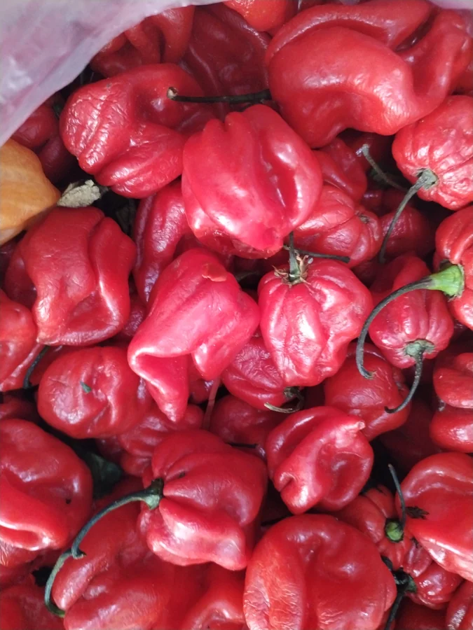 Piment